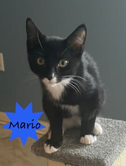 Mario image 1