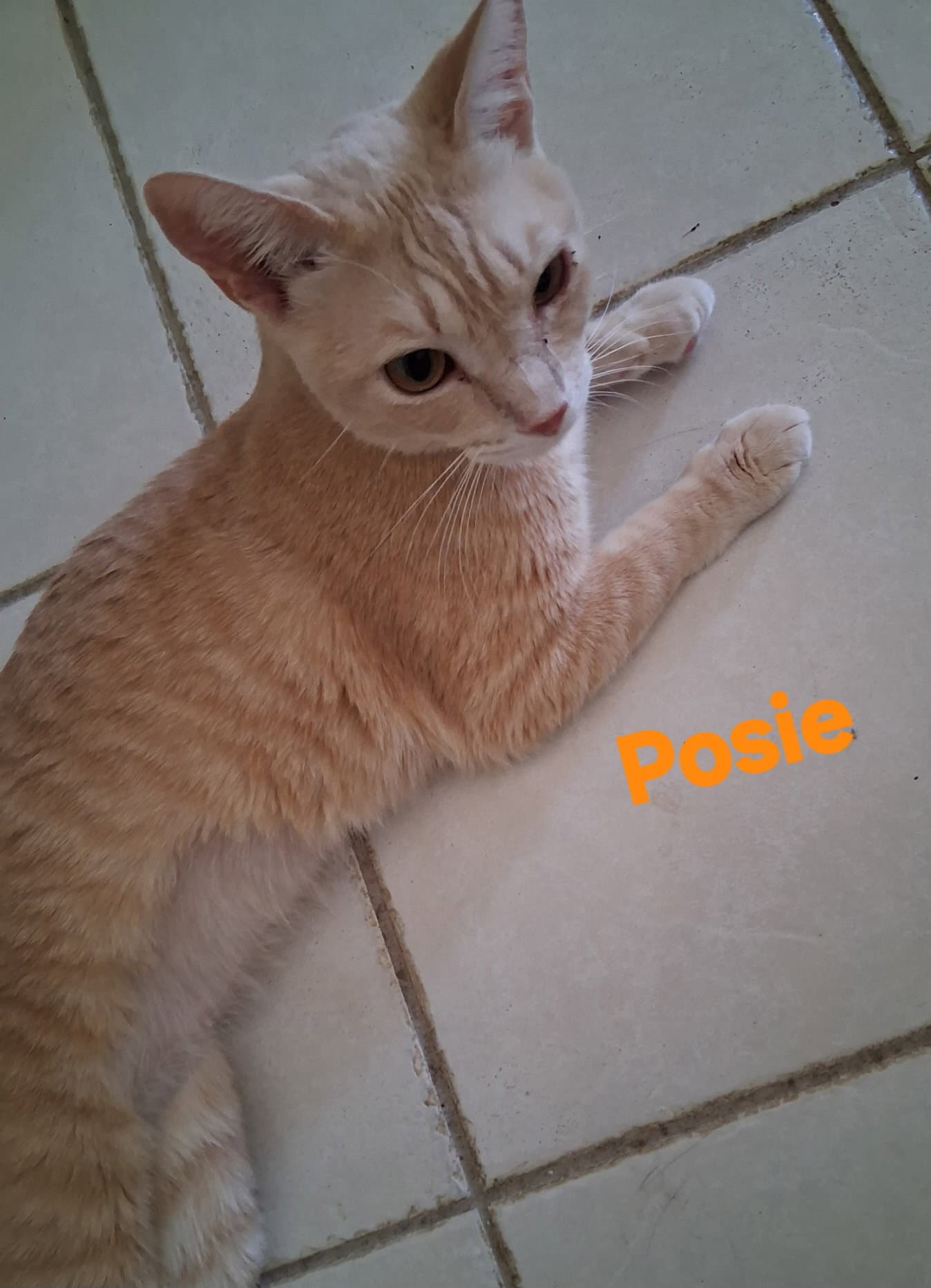 Posie - Domestic Short Hair