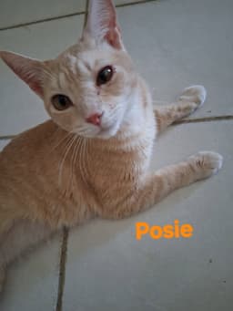 Posie image 2