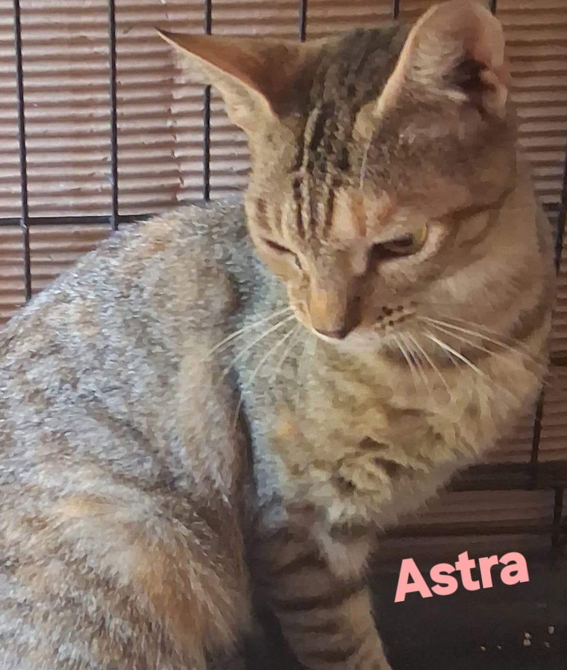 Astea - Domestic Short Hair