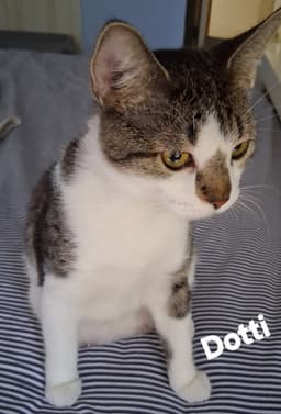 Dotti image 1