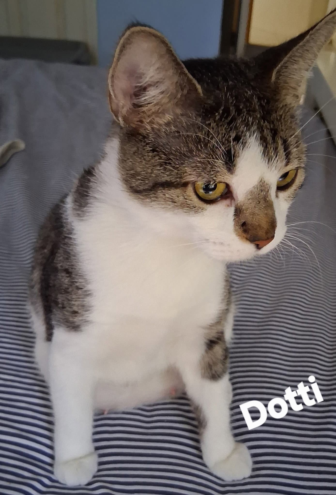 Dotti - Domestic Short Hair
