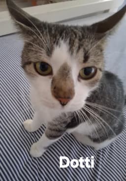 Dotti image 2