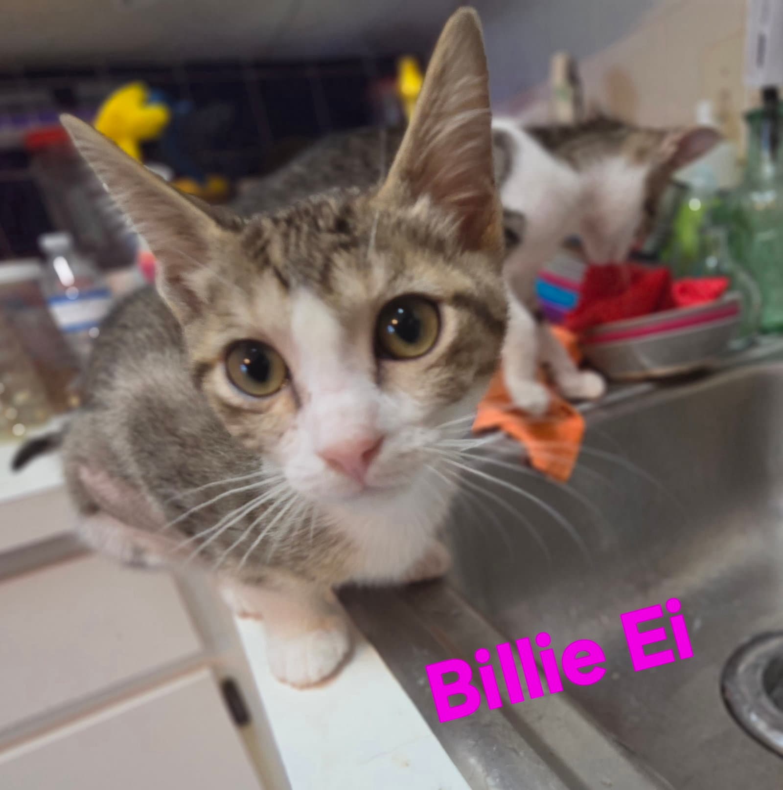 Billie Ei - Domestic Short Hair