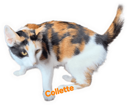 Collette image 1