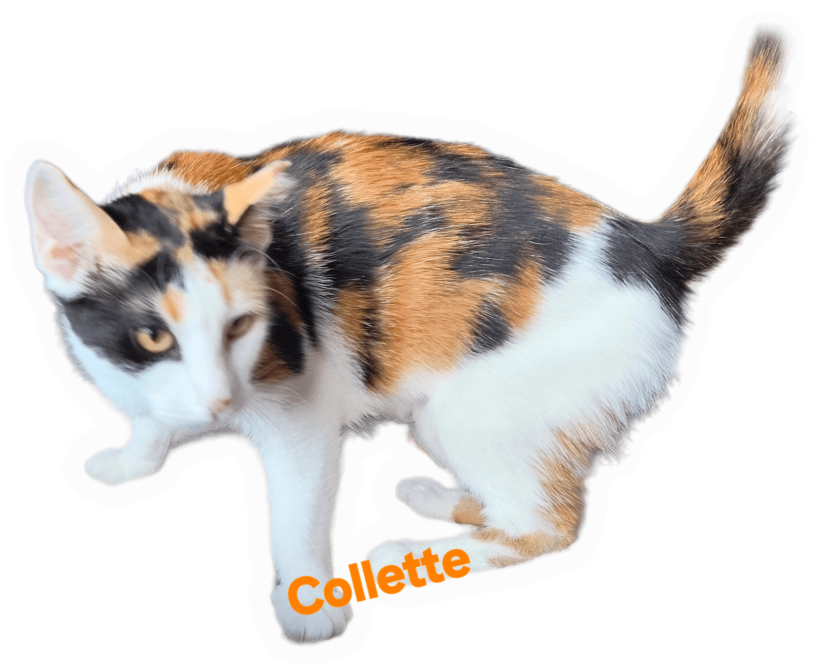 Collette
