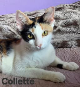 Collette image 2