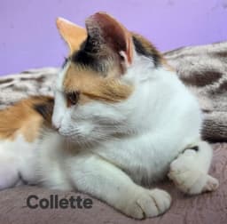 Collette image 3