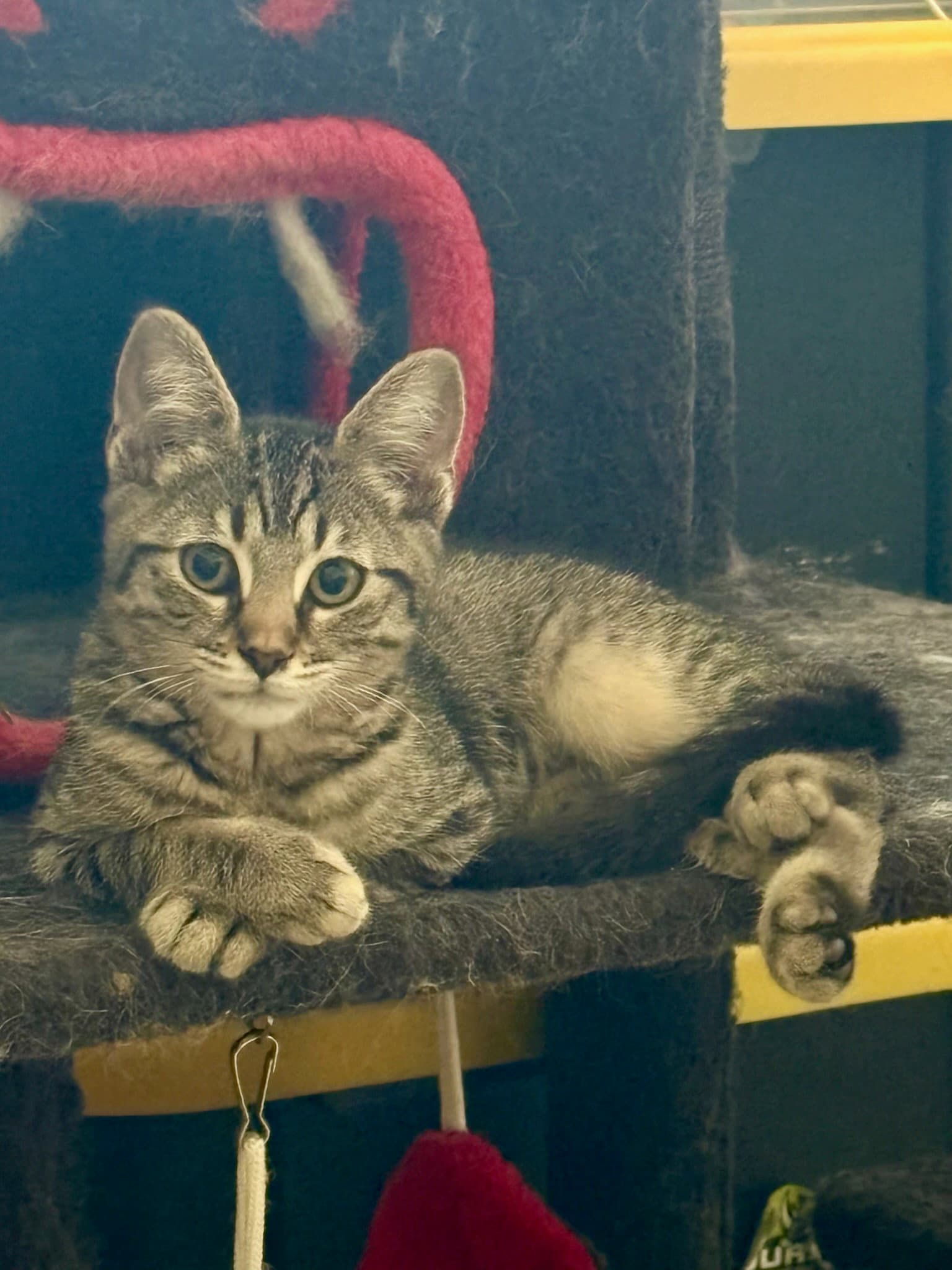 Tadpole - Domestic Short Hair