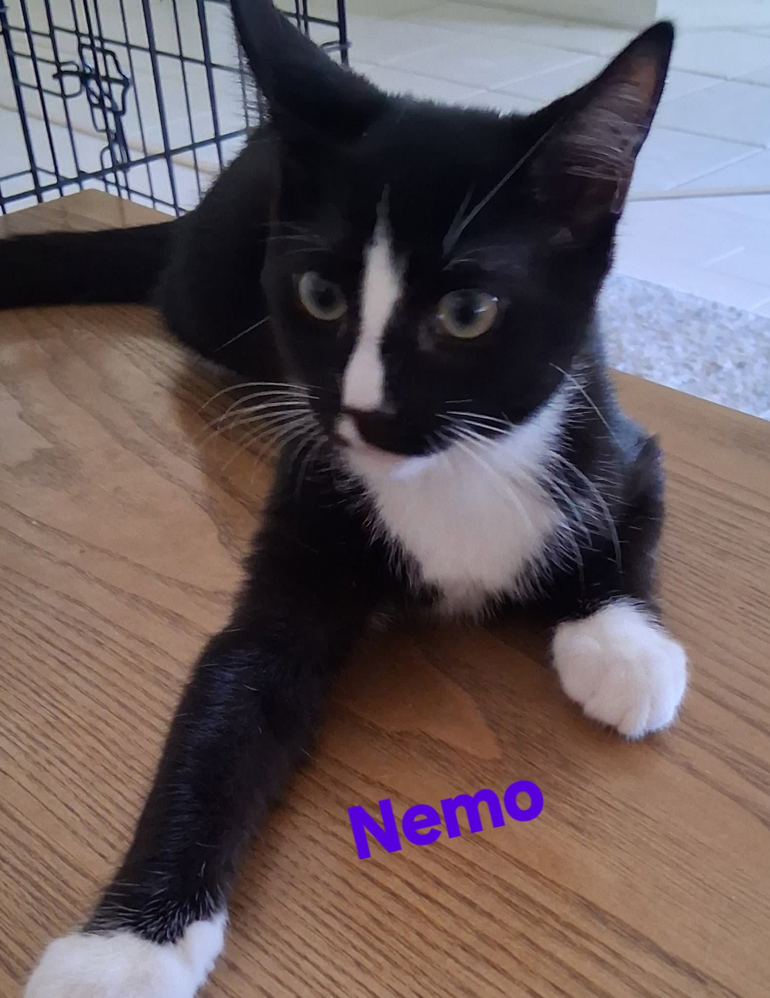 Nemo - Domestic Short Hair