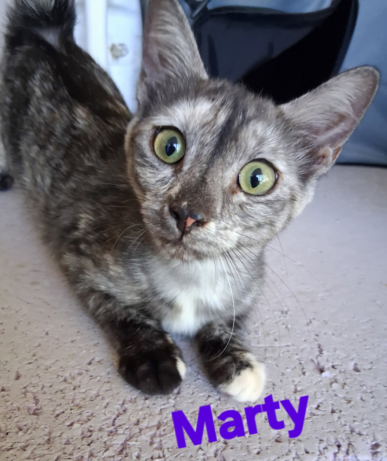 Marty - Domestic Short Hair