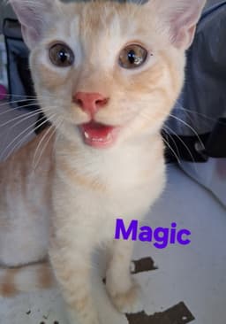 Magic image 1