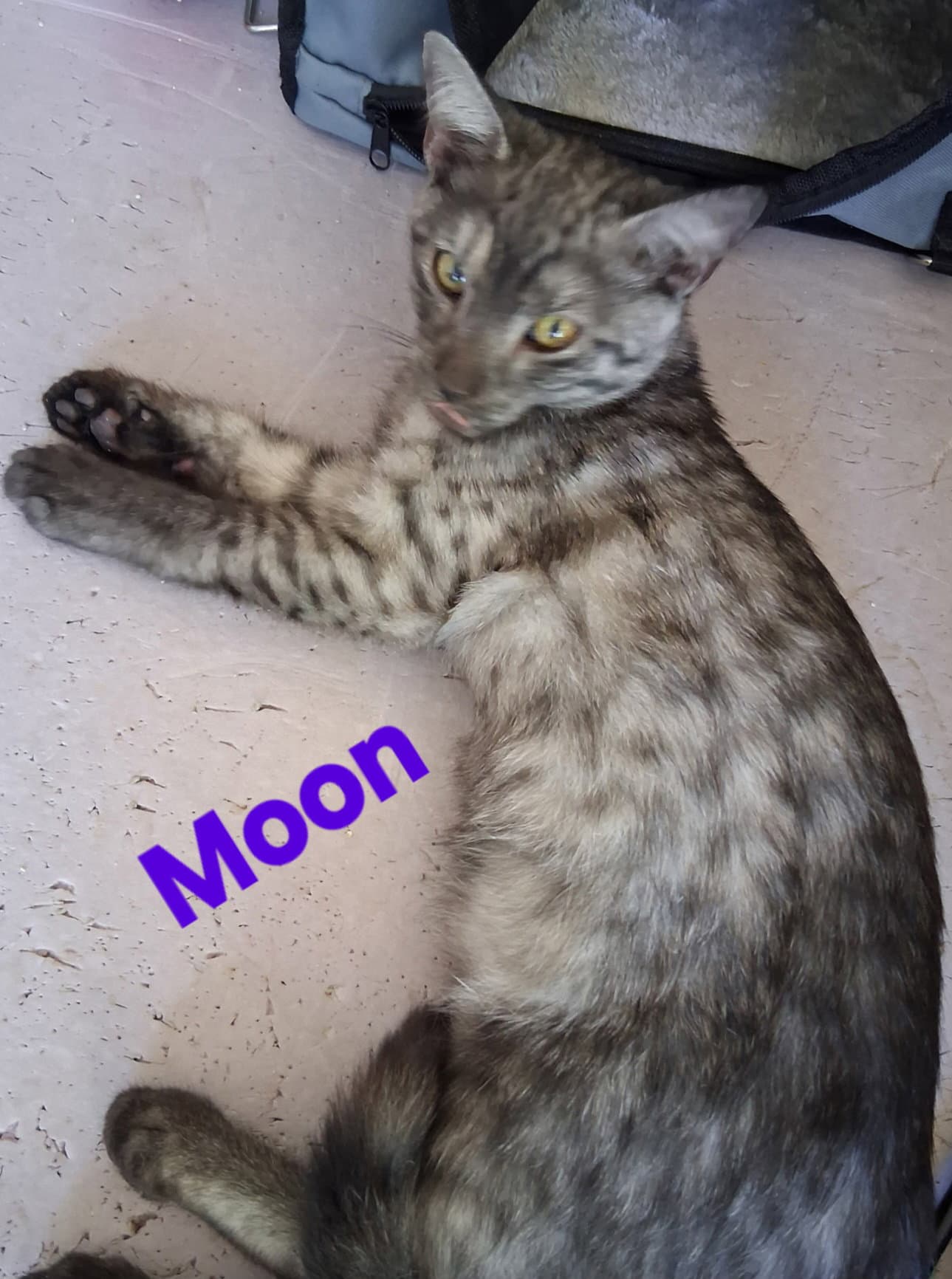Moon - Domestic Short Hair