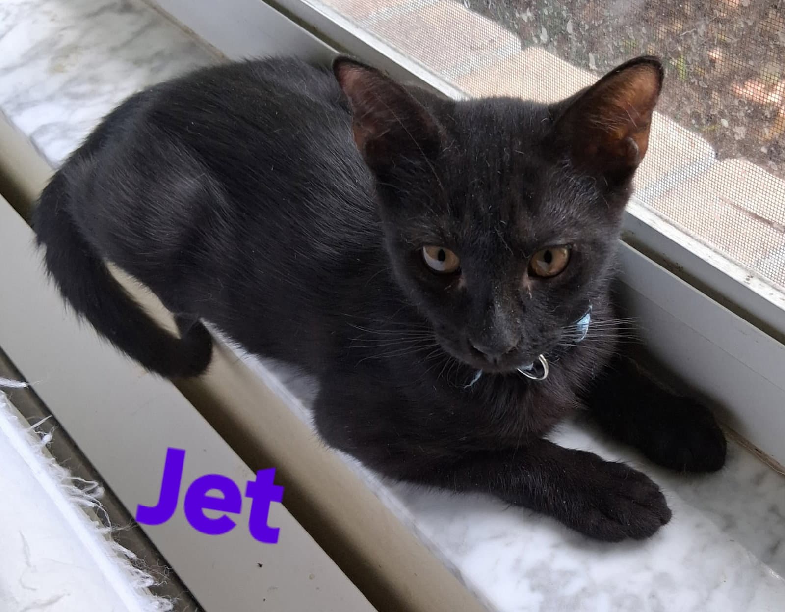Jet - Domestic Short Hair