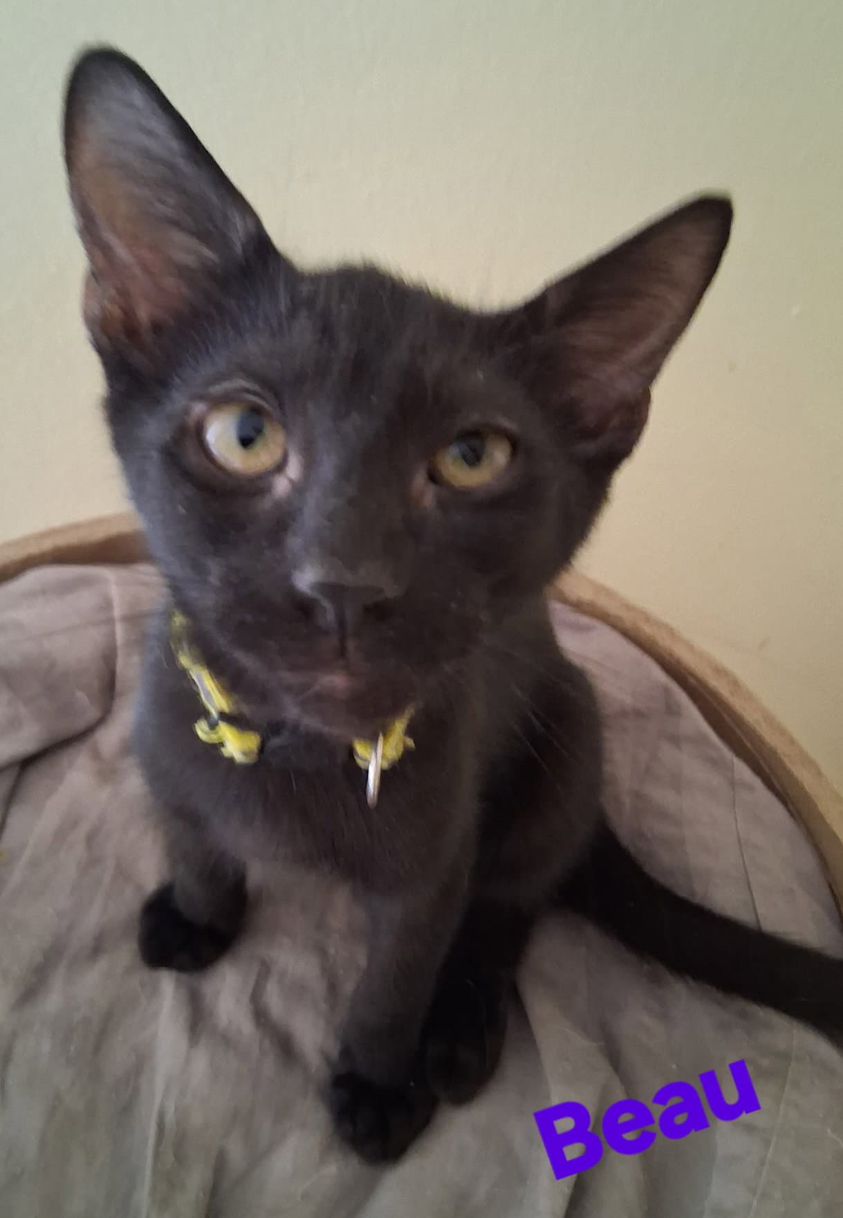 Beau - Domestic Short Hair