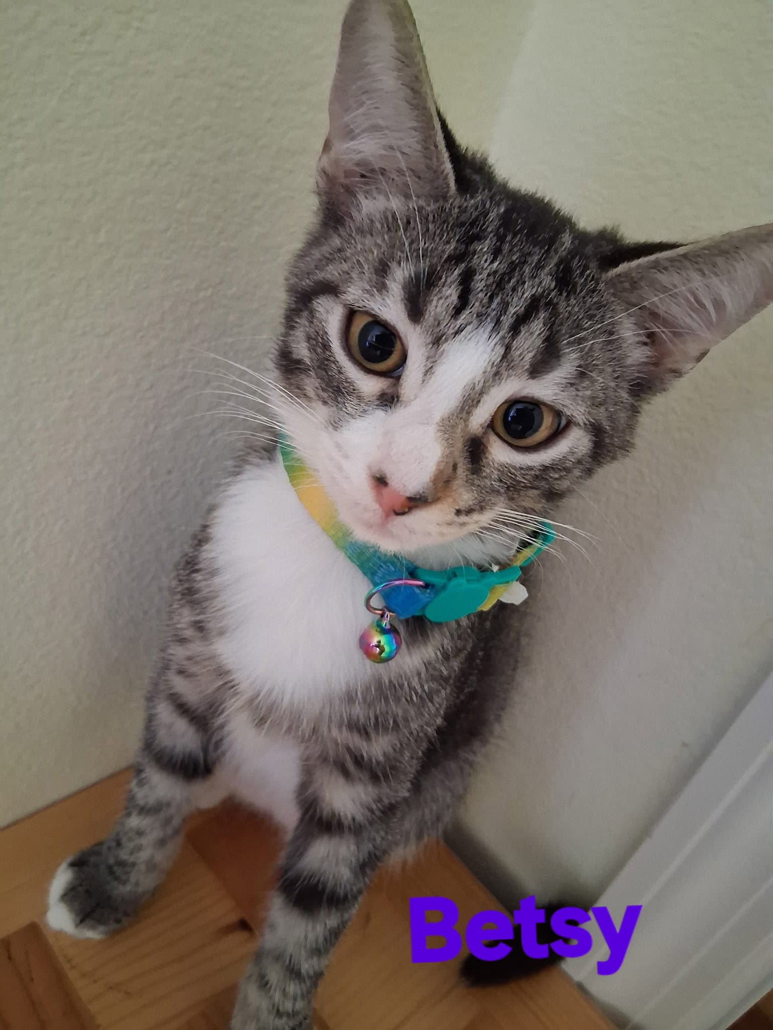 Betsy - Domestic Short Hair