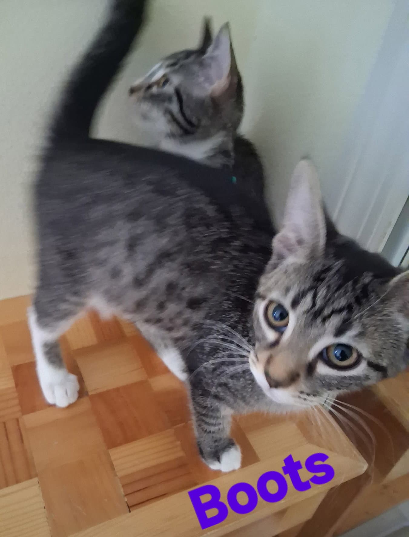 Boots - Domestic Short Hair