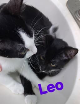 Leo image 1