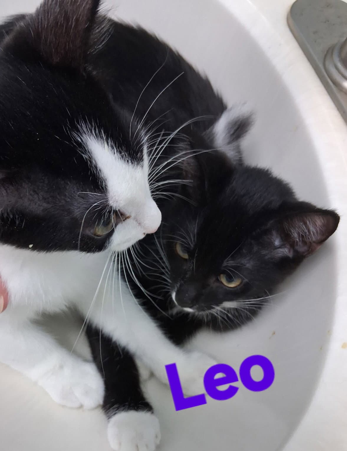 Leo
