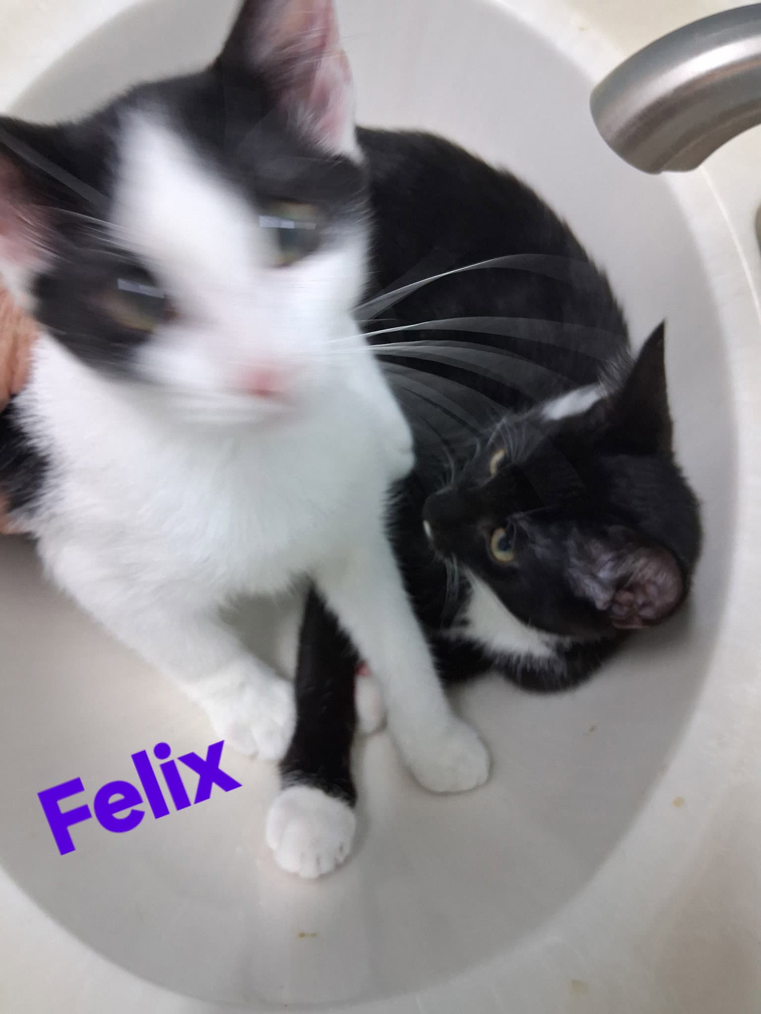 Felix - Domestic Short Hair