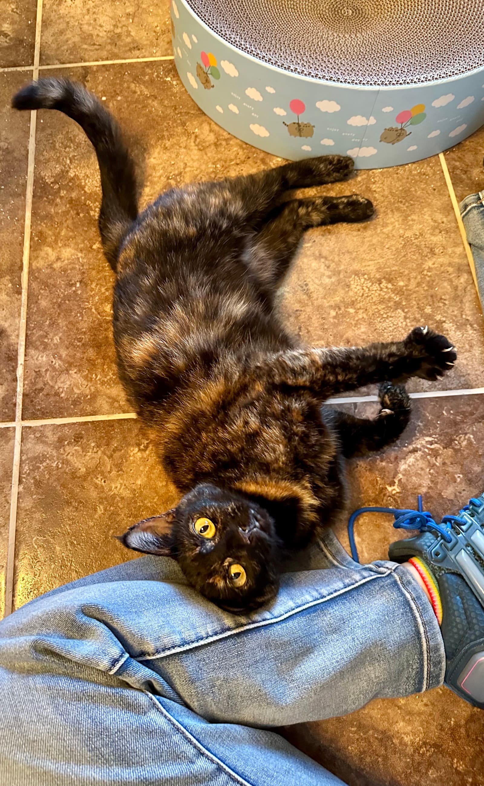 Calliope - Domestic Short Hair