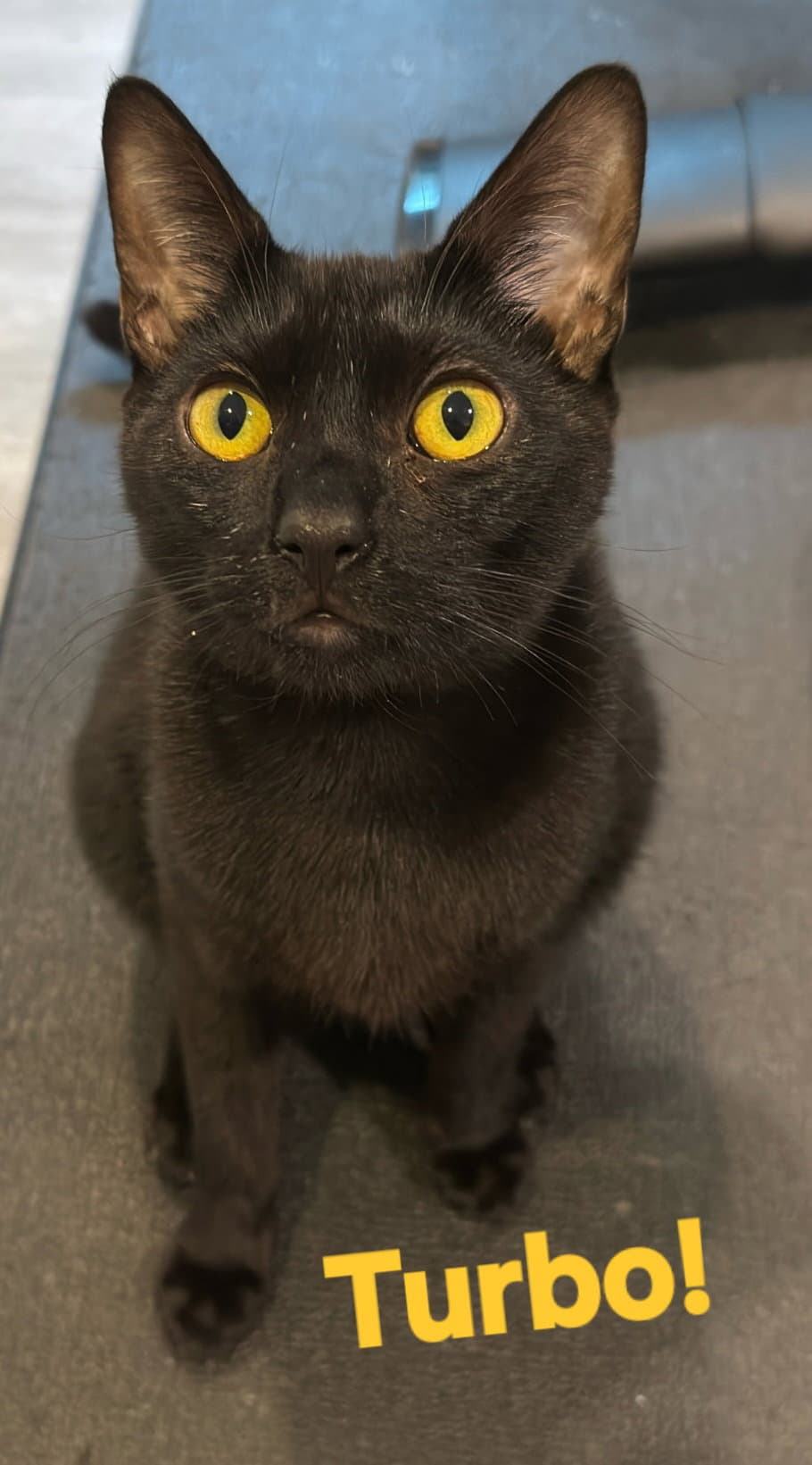 Turbo - Domestic Short Hair