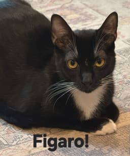 Figaro image 1