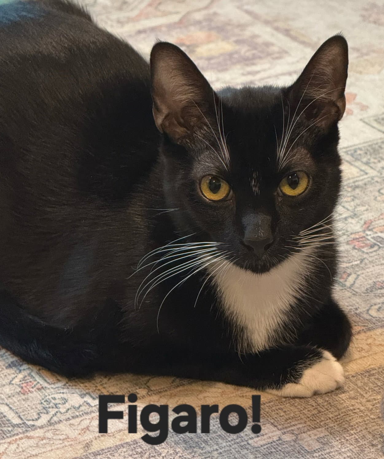 Figaro - Domestic Short Hair