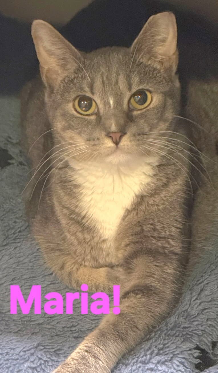 Maria - Domestic Short Hair
