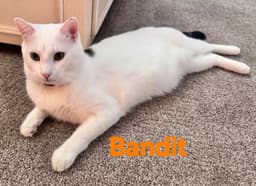 Bandit image 1
