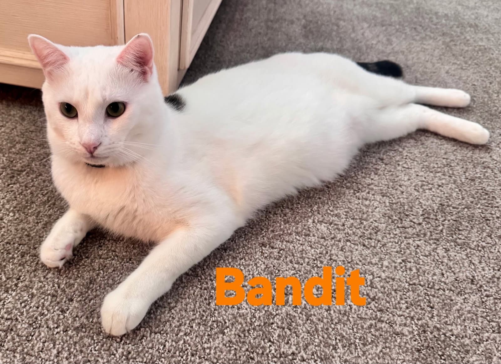Bandit - Turkish Van