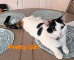 Pretty Girl image 1