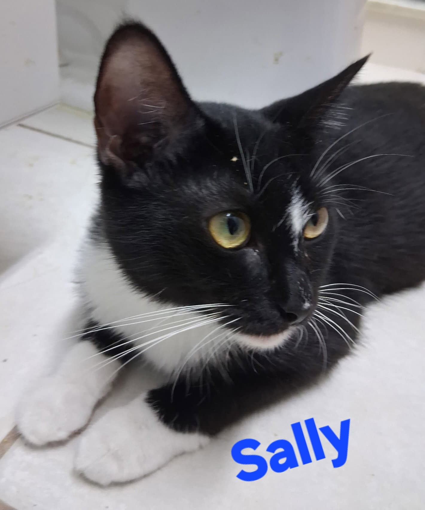 Sally - Domestic Short Hair