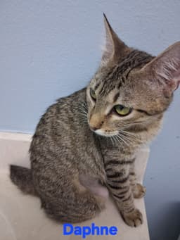 Daphne image 2