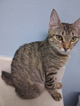 Daphne image 3