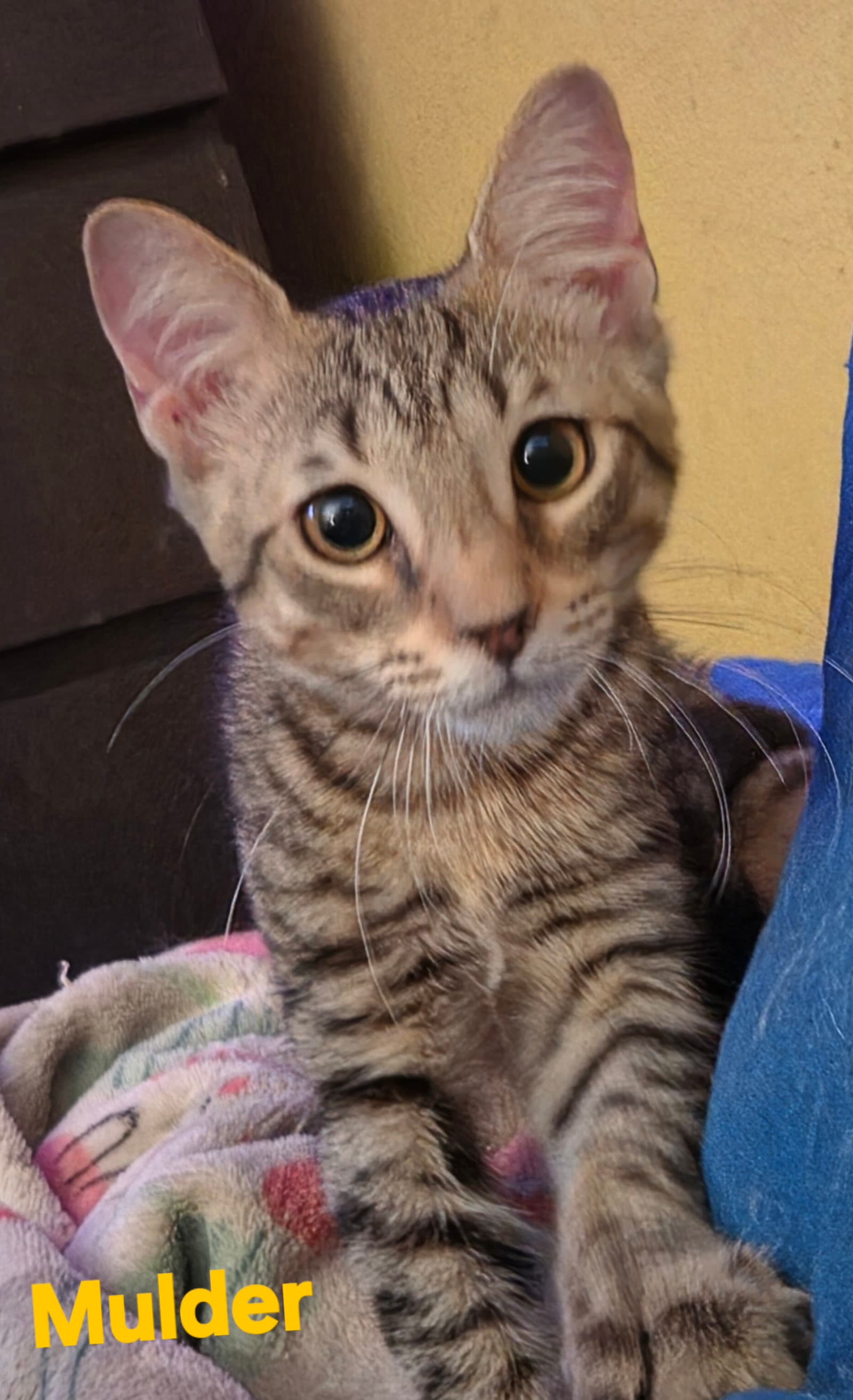 Mulder - Domestic Short Hair