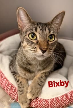 Bixby image 1
