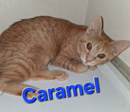 Caramel image 1