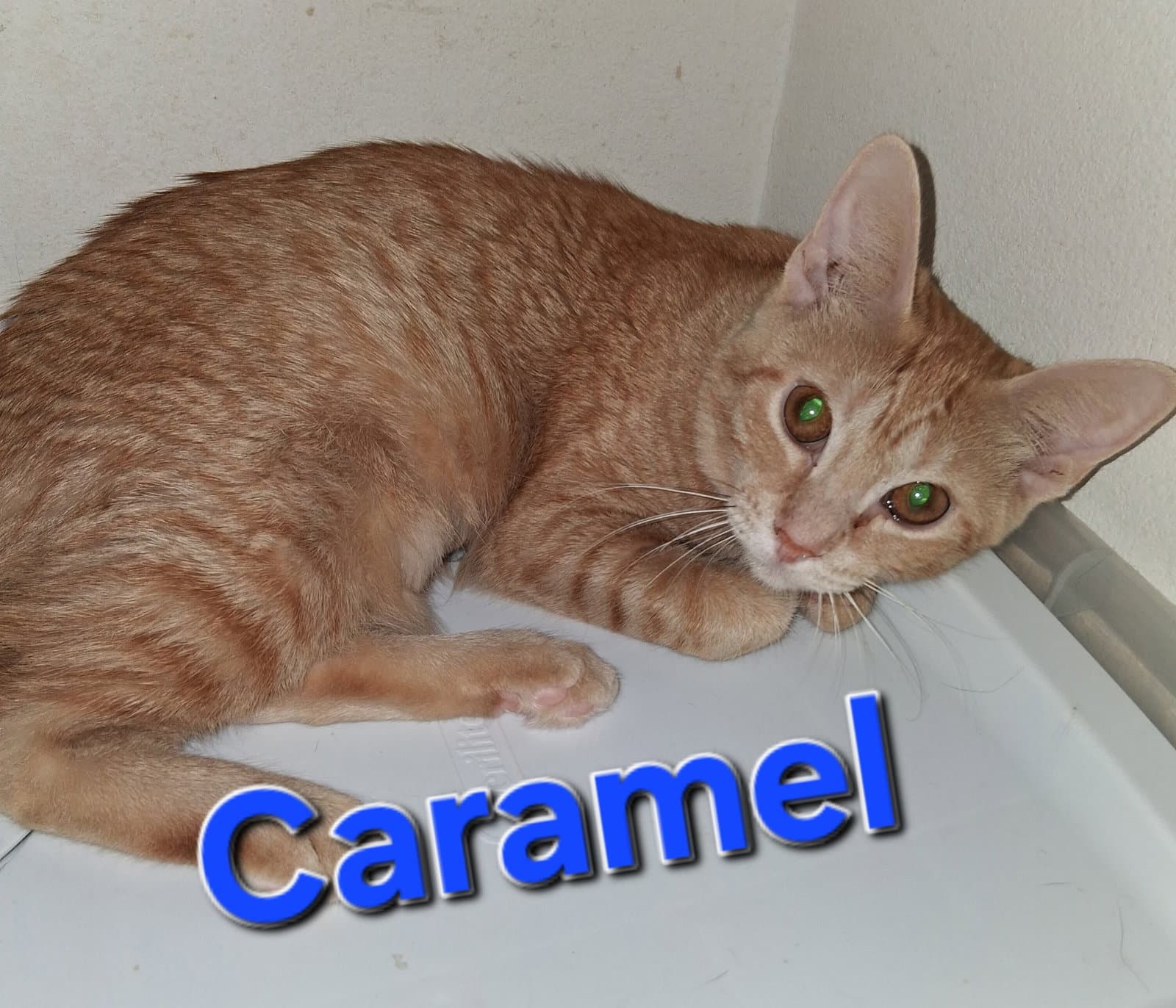 Caramel - Domestic Short Hair