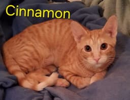 Cinnamon image 1