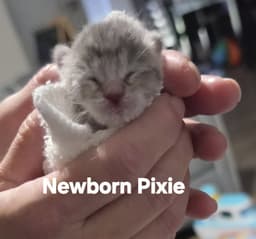 Pixie image 2