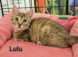 Lulu image 2