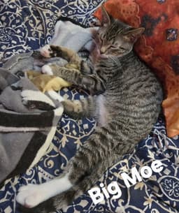 Big Moe image 3