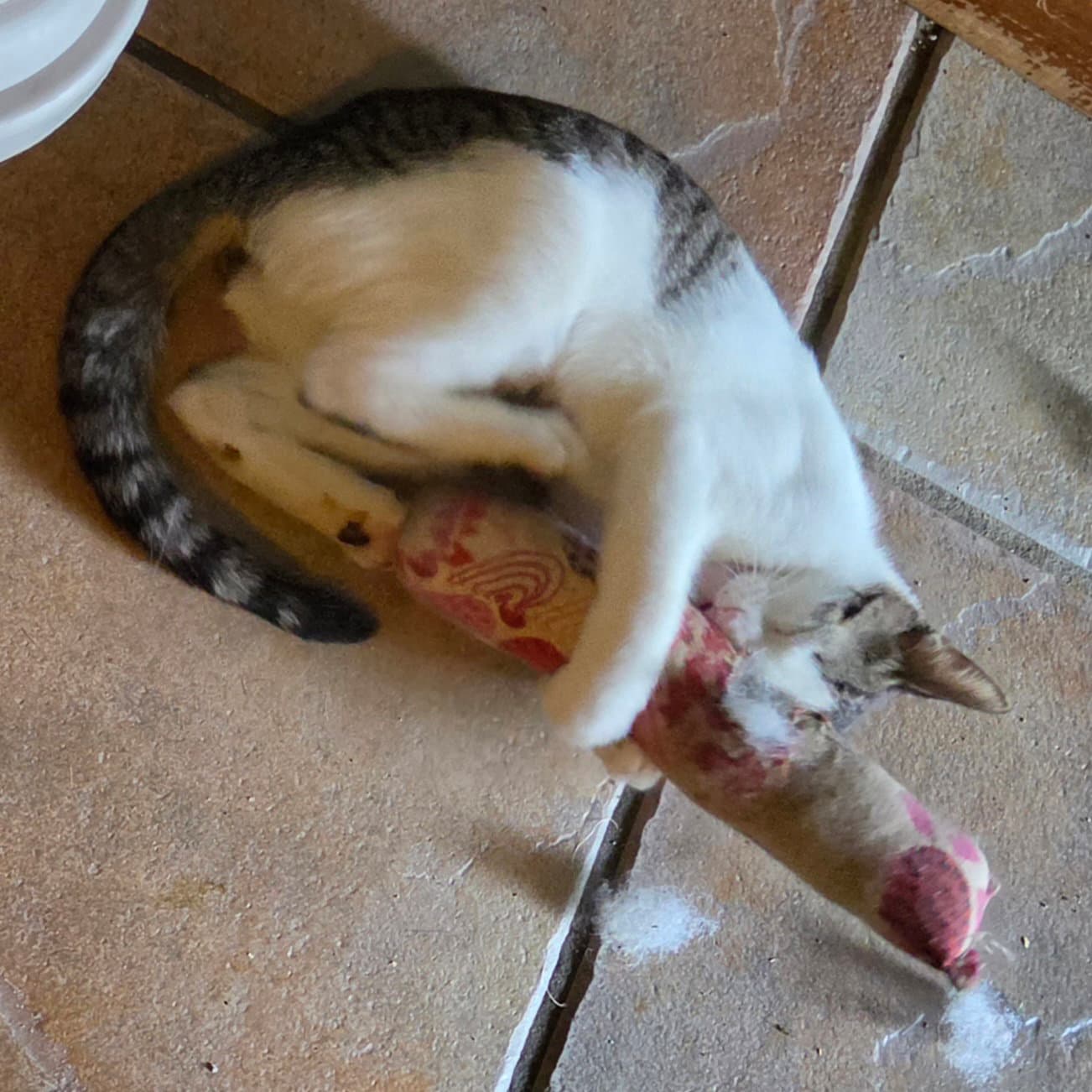 Adele - Domestic Short Hair