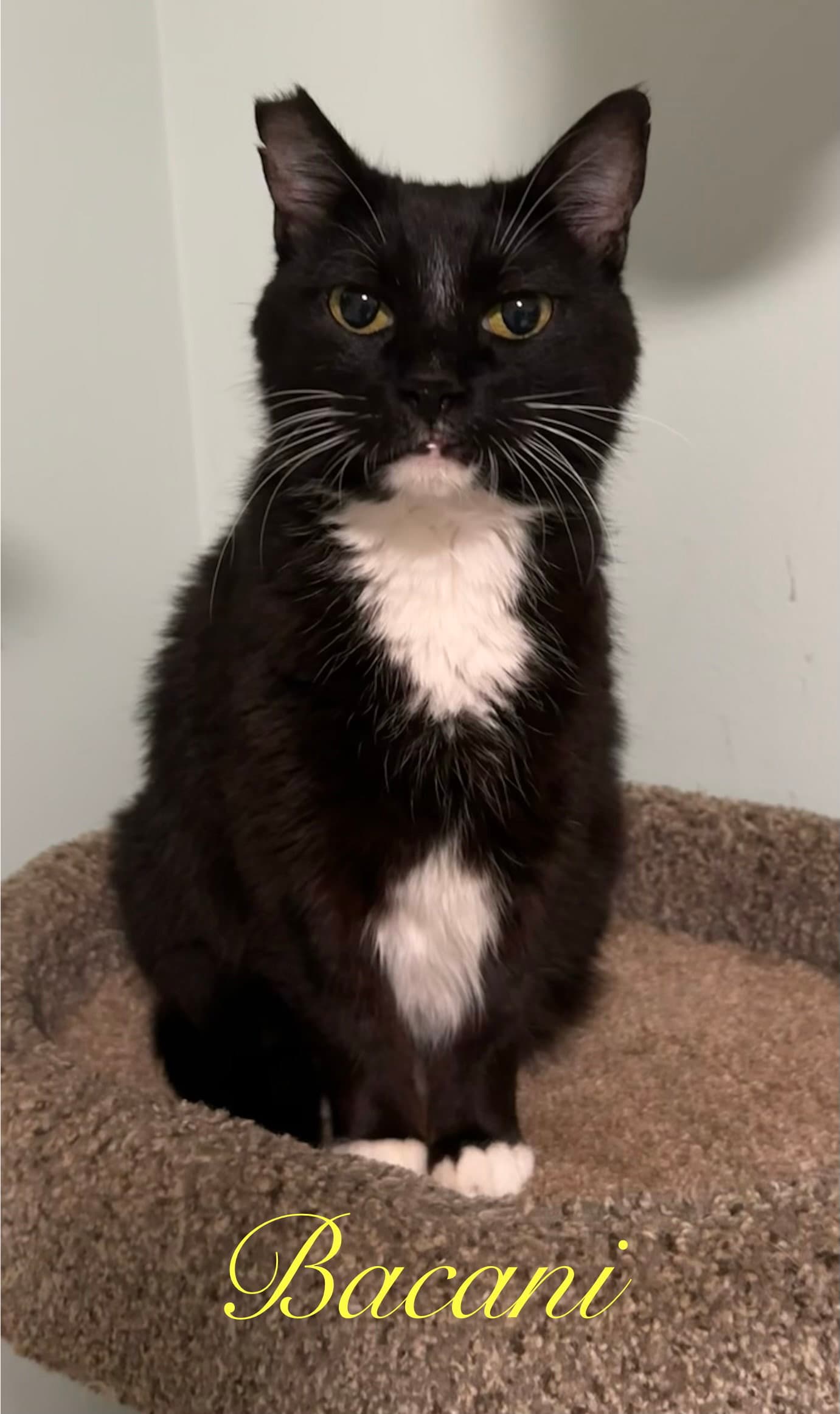 Bacani - Domestic Short Hair