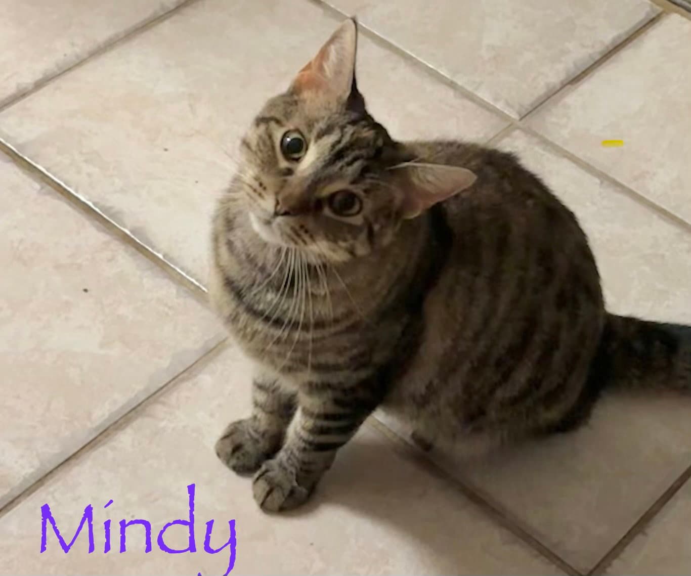 Mindy - Domestic Short Hair