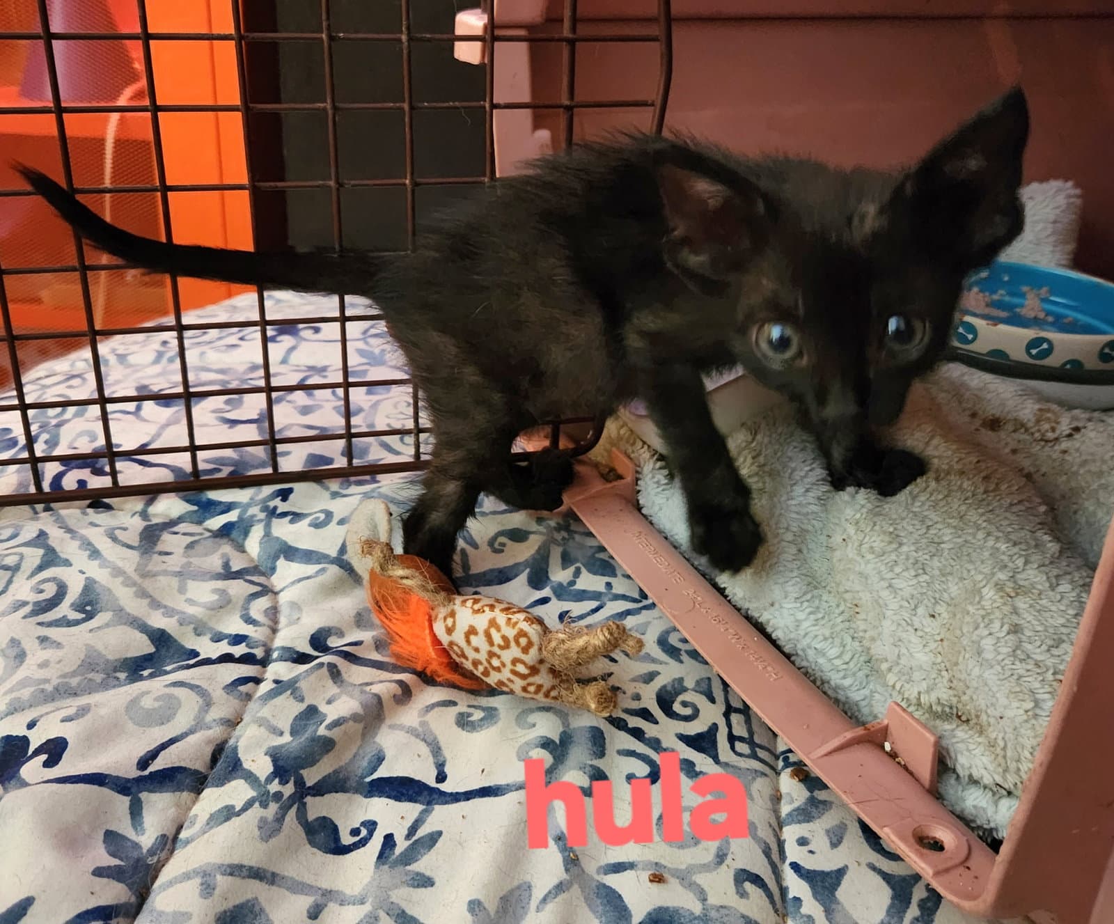 Hula - Domestic Short Hair