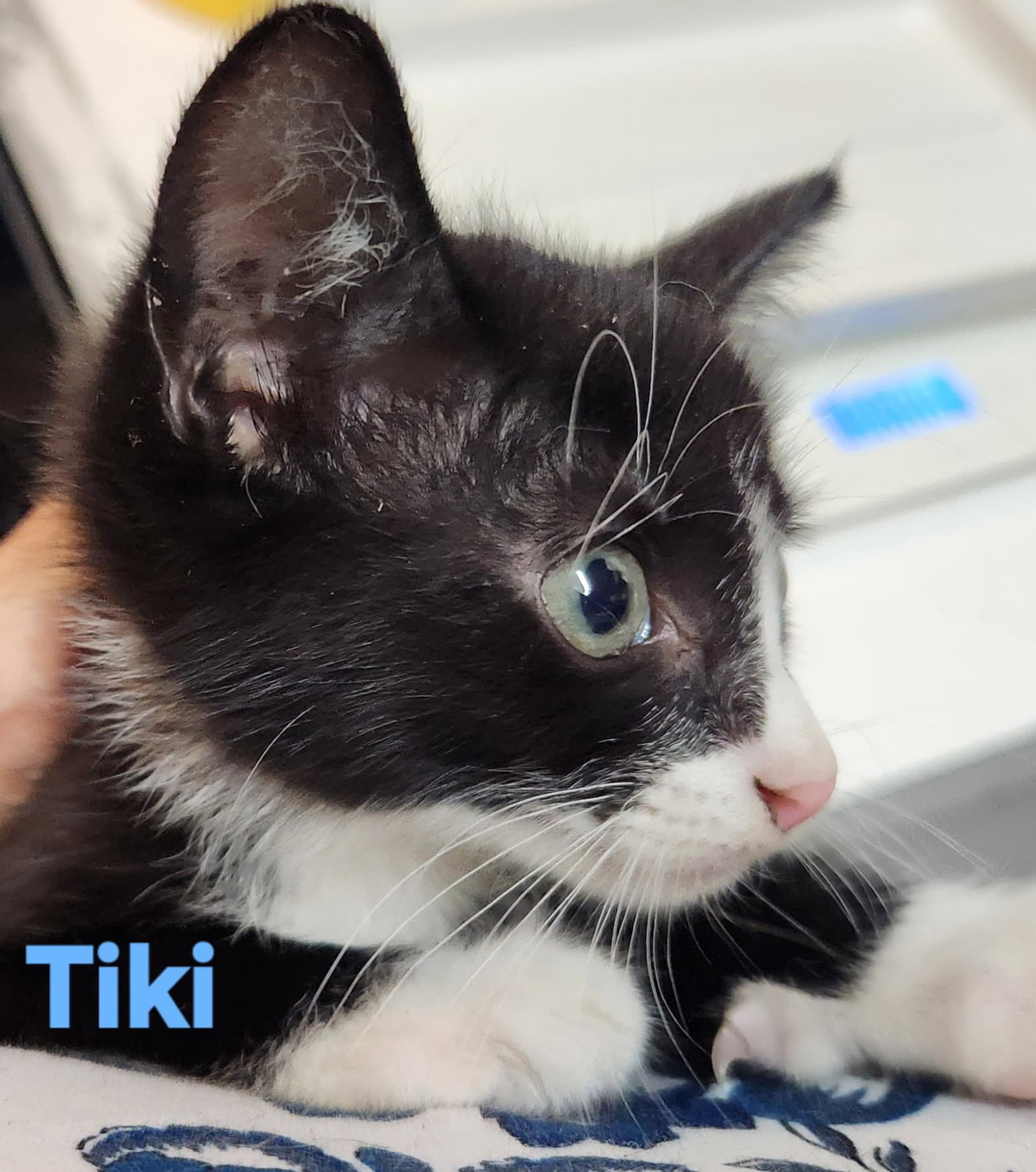Tiki - Domestic Short Hair