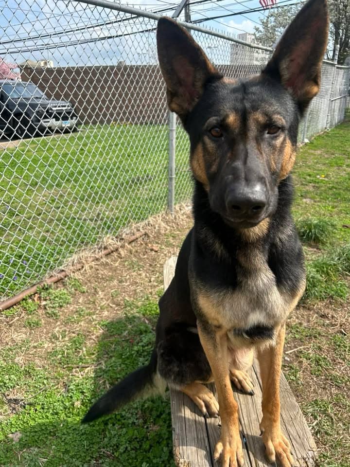 Kash - German Shepherd Dog