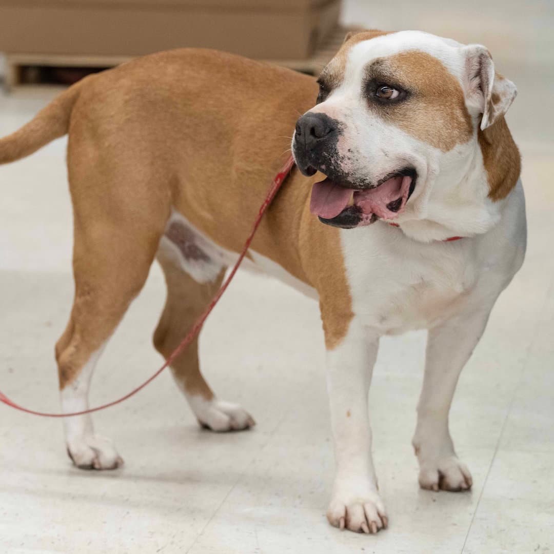 Oakley - American Pit Bull Terrier